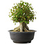 Acer buergerianum, 35,5 cm, ± 35 años, con un nebari de 18,5 cm