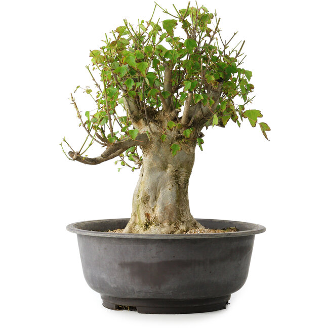 Acer buergerianum, 39 cm, ± 35 años, con un nebari de 15 cm