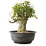 Acer buergerianum, 39 cm, ± 35 anni, con un nebari di 15 cm
