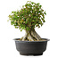 Acer buergerianum, 35,5 cm, ± 35 años, con un nebari de 18,5 cm