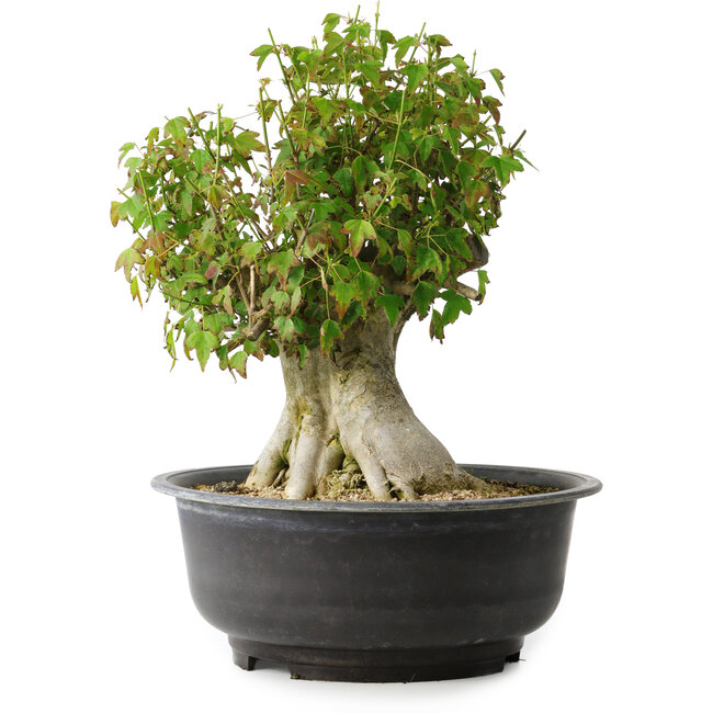 Acer buergerianum, 35,5 cm, ± 35 ans, avec un nebari de 18,5 cm