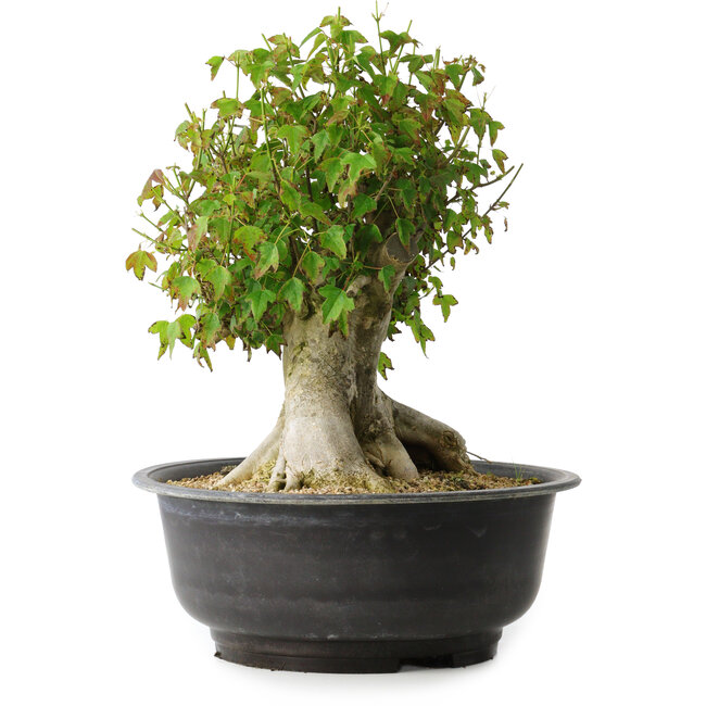 Acer buergerianum, 35,5 cm, ± 35 years old, with a nebari of 18,5 cm