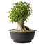 Acer buergerianum, 35,5 cm, ± 35 años, con un nebari de 18,5 cm