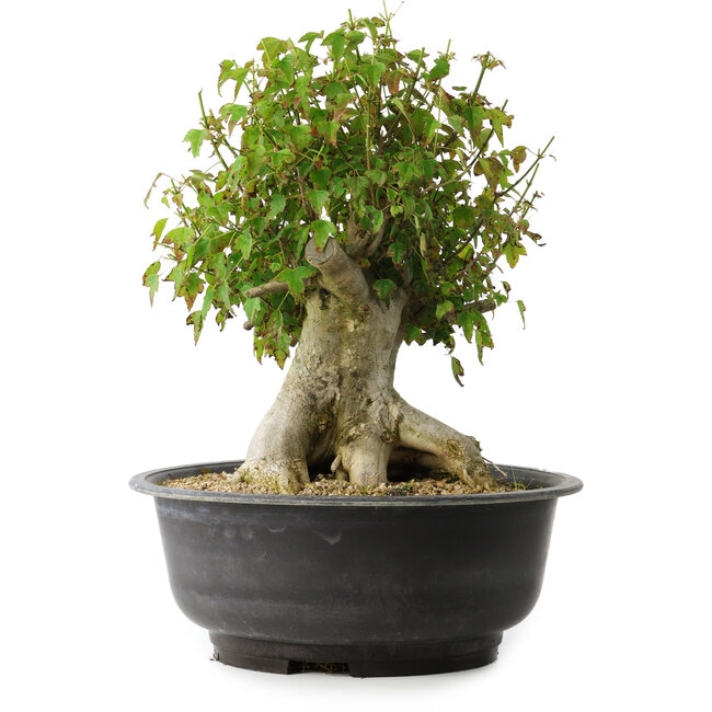 Acer buergerianum, 35,5 cm, ± 35 ans, avec un nebari de 18,5 cm