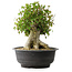 Acer buergerianum, 35,5 cm, ± 35 años, con un nebari de 18,5 cm