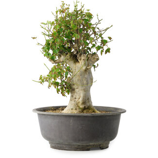 Acer buergerianum, 40 cm, ± 35 años
