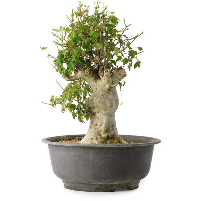 Acer buergerianum, 40 cm, ± 35 jaar oud, met een nebari van 15 cm