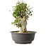 Acer buergerianum, 40 cm, ± 35 años, con un nebari de 15 cm