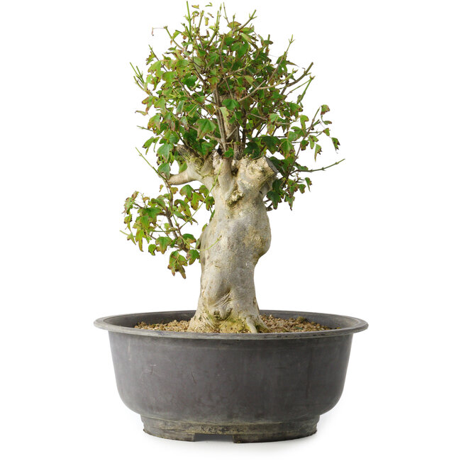 Acer buergerianum, 40 cm, ± 35 años, con un nebari de 15 cm