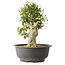 Acer buergerianum, 40 cm, ± 35 años, con un nebari de 15 cm