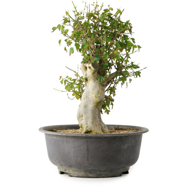 Acer buergerianum, 40 cm, ± 35 ans, avec un nebari de 15 cm