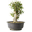 Acer buergerianum, 40 cm, ± 35 años, con un nebari de 15 cm