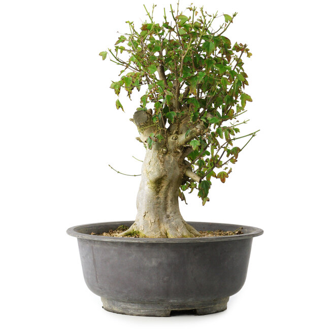 Acer buergerianum, 40 cm, ± 35 años, con un nebari de 15 cm