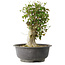 Acer buergerianum, 40 cm, ± 35 años, con un nebari de 15 cm