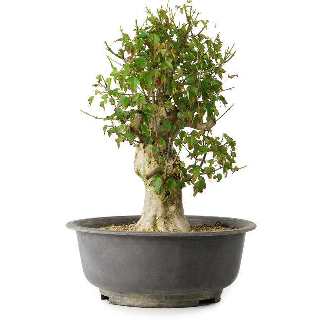 Acer buergerianum, 40 cm, ± 35 anni, con un nebari di 15 cm