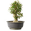 Acer buergerianum, 40 cm, ± 35 años, con un nebari de 15 cm