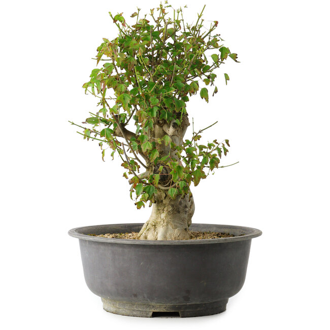 Acer buergerianum, 40 cm, ± 35 years old, with a nebari of 15 cm