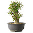 Acer buergerianum, 40 cm, ± 35 años, con un nebari de 15 cm