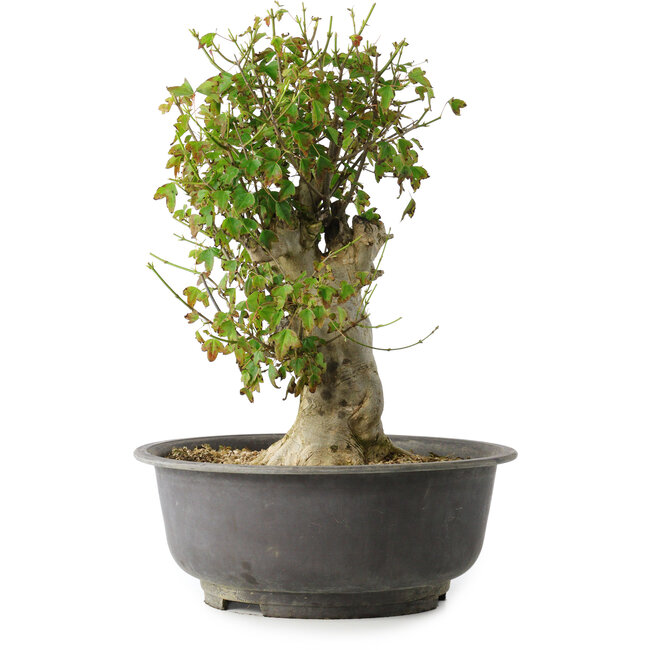 Acer buergerianum, 40 cm, ± 35 years old, with a nebari of 15 cm