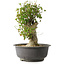 Acer buergerianum, 40 cm, ± 35 años, con un nebari de 15 cm