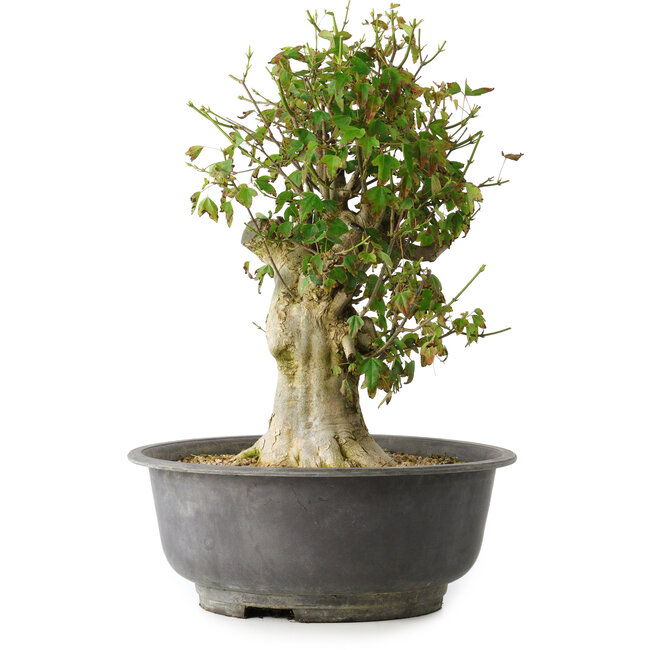 Acer buergerianum, 40 cm, ± 35 anni, con un nebari di 15 cm