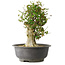 Acer buergerianum, 40 cm, ± 35 años, con un nebari de 15 cm