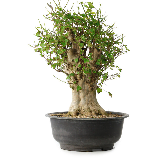 Acer buergerianum, 47 cm, ± 35 ans, avec un nebari de 16,5 cm