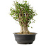 Acer buergerianum, 47 cm, ± 35 años, con un nebari de 16,5 cm