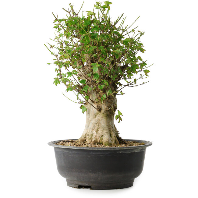 Acer buergerianum, 47 cm, ± 35 Jahre alt, mit einem Nebari von 16,5 cm