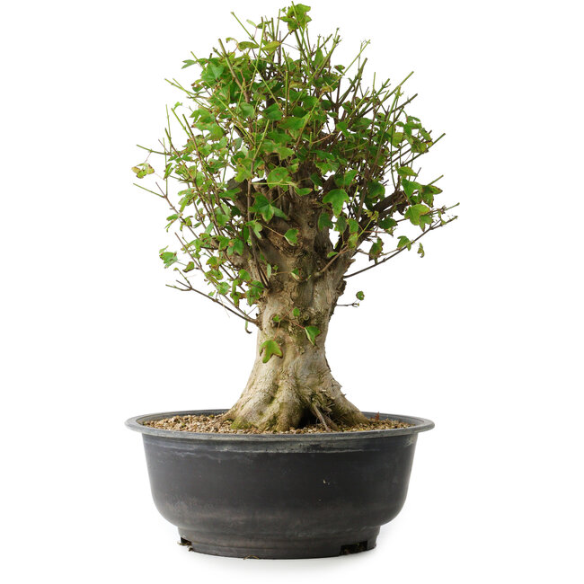 Acer buergerianum, 47 cm, ± 35 ans, avec un nebari de 16,5 cm