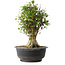 Acer buergerianum, 47 cm, ± 35 años, con un nebari de 16,5 cm