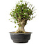 Acer buergerianum, 47 cm, ± 35 años, con un nebari de 16,5 cm