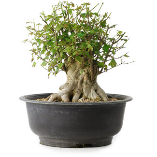 Acer buergerianum, 31 cm, ± 35 años