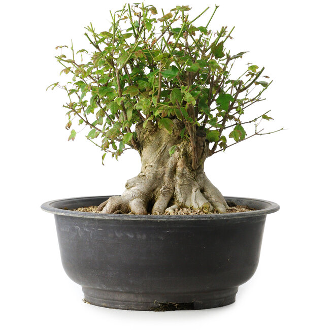 Acer buergerianum, 31 cm, ± 35 años, con un nebari de 17,5 cm