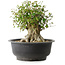 Acer buergerianum, 31 cm, ± 35 años, con un nebari de 17,5 cm