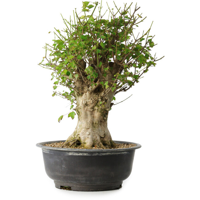 Acer buergerianum, 47 cm, ± 35 years old, with a nebari of 16,5 cm