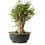 Acer buergerianum, 47 cm, ± 35 años, con un nebari de 16,5 cm