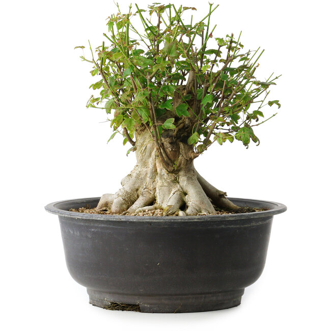 Acer buergerianum, 31 cm, ± 35 ans, avec un nebari de 17,5 cm