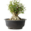 Acer buergerianum, 31 cm, ± 35 años, con un nebari de 17,5 cm