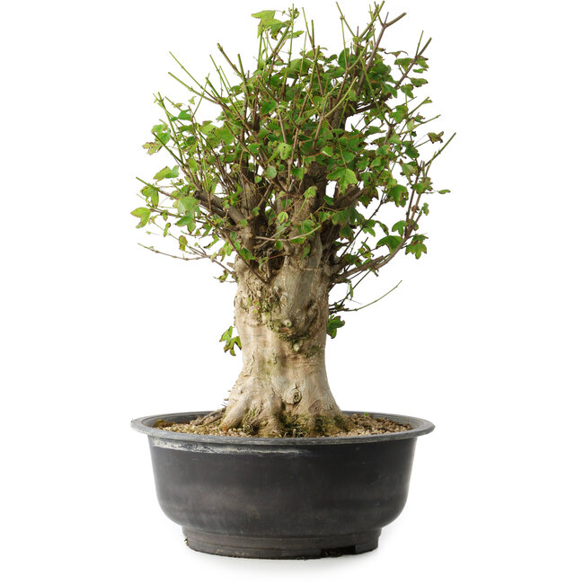 Acer buergerianum, 47 cm, ± 35 ans, avec un nebari de 16,5 cm