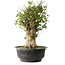 Acer buergerianum, 47 cm, ± 35 años, con un nebari de 16,5 cm