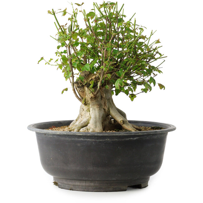 Acer buergerianum, 31 cm, ± 35 ans, avec un nebari de 17,5 cm