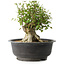 Acer buergerianum, 31 cm, ± 35 años, con un nebari de 17,5 cm