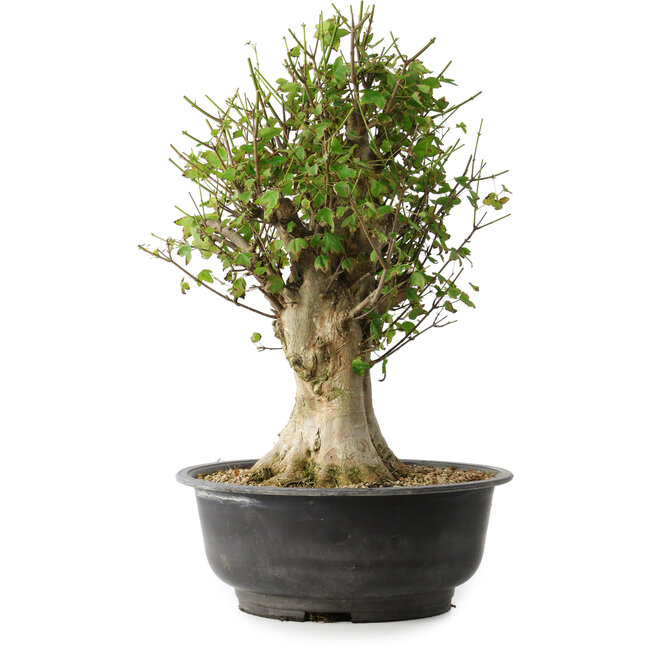 Acer buergerianum, 47 cm, ± 35 jaar oud, met een nebari van 16,5 cm