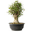 Acer buergerianum, 47 cm, ± 35 años, con un nebari de 16,5 cm