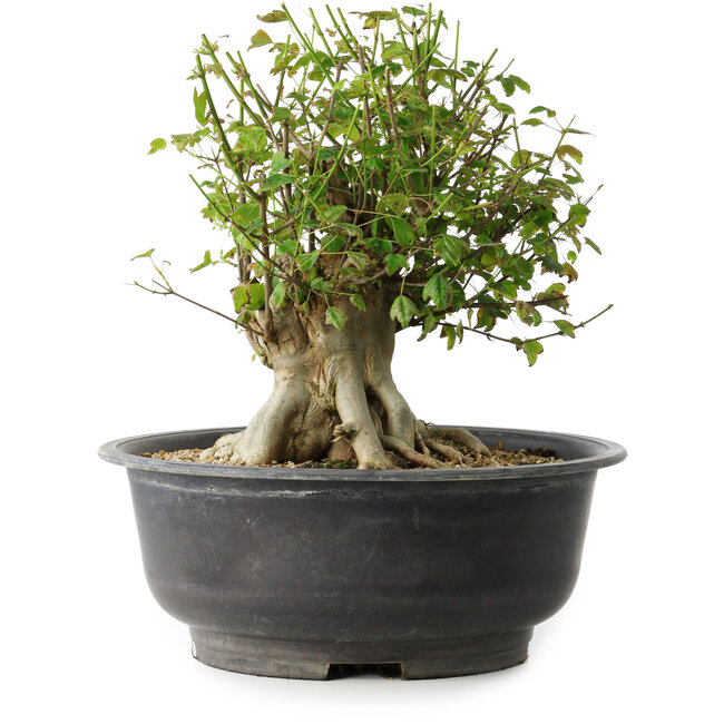 Acer buergerianum, 31 cm, ± 35 ans, avec un nebari de 17,5 cm