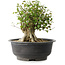 Acer buergerianum, 31 cm, ± 35 años, con un nebari de 17,5 cm