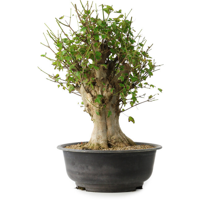 Acer buergerianum, 47 cm, ± 35 Jahre alt, mit einem Nebari von 16,5 cm