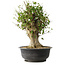 Acer buergerianum, 47 cm, ± 35 años, con un nebari de 16,5 cm