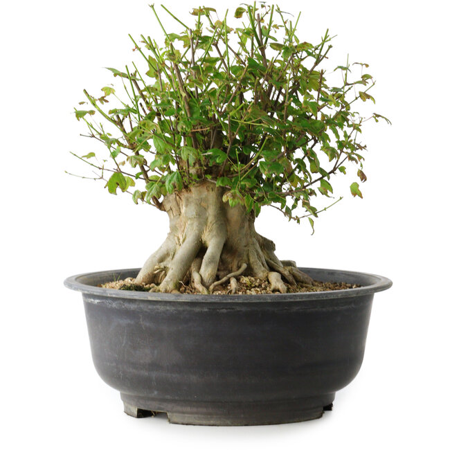 Acer buergerianum, 31 cm, ± 35 ans, avec un nebari de 17,5 cm